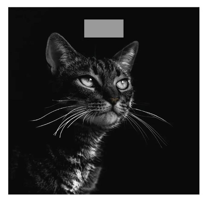 Изображение Весы Добрыня DO - 3006C (180кг) электр.(черный кот),черный